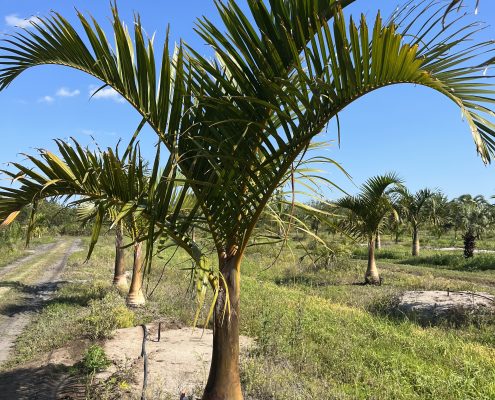 Spindle palm, hyophorbe verschaffeltii