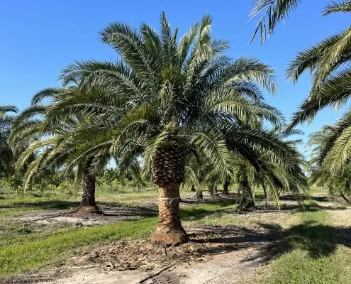 Phoenix Canariensis X sylvestris (Canary Hybrid)