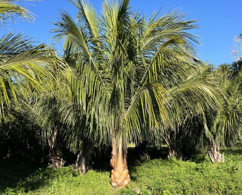 Beccariophoenix alfredii (Highlands Coconut)